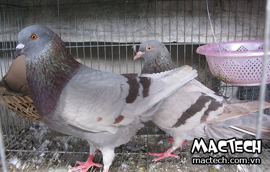 Bồ câu ăn không tiêu, nguyên nhân và cách chữa