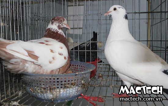 Bồ câu ăn không tiêu, nguyên nhân và cách chữa