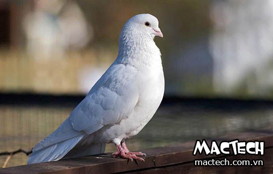 Bồ câu không đẻ trứng, một vài nguyên nhân cần lưu ý