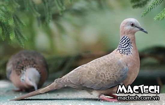 Chim cu gáy ấp bao nhiêu ngày thì nở