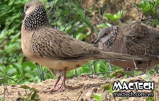 Chim cu gáy ấp bao nhiêu ngày thì nở