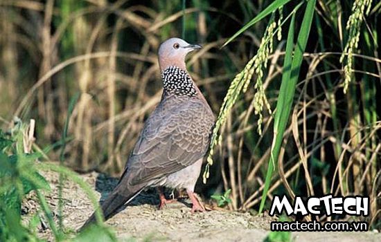 Chim cu gáy ấp bao nhiêu ngày thì nở