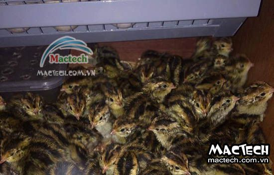 Báo giá máy ấp trứng chim cút Mactech tháng 4/2024