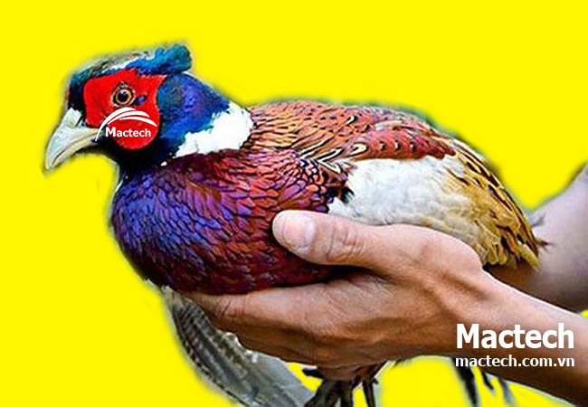 Ấp trứng chim trĩ bằng máy có hiệu quả không