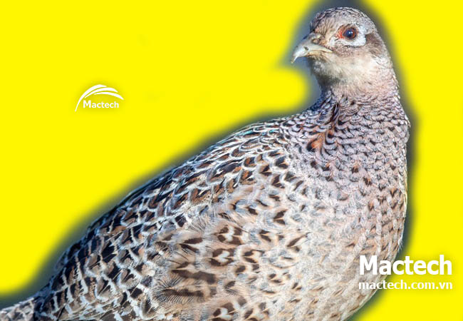 Ấp trứng chim trĩ bằng máy có hiệu quả không