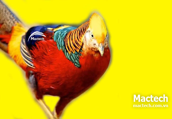 Ấp trứng chim trĩ bằng máy có hiệu quả không