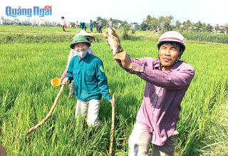 quảng ngãi ra quân diệt chuột