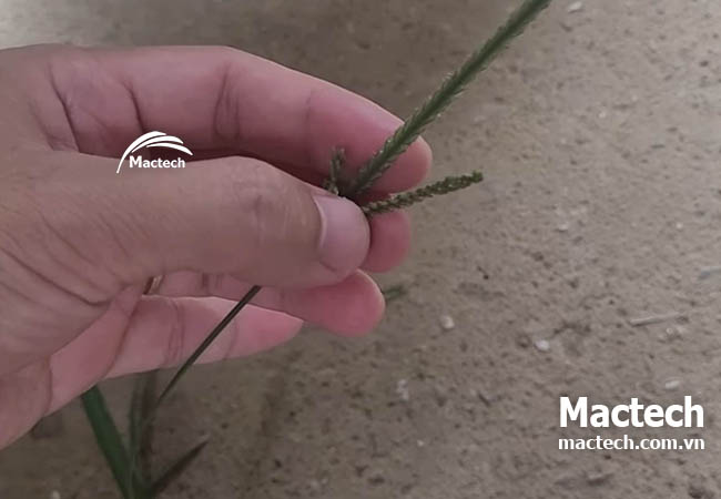 Máy sấy cỏ mần trầu Mactech