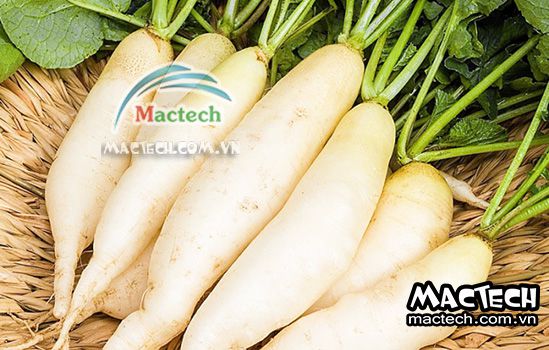 Cách sấy củ cải bằng máy sấy Mactech giúp khô đều khô đẹp