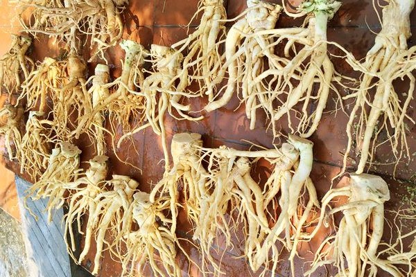 Chú ý: Không được dùng rễ đinh lăng với liều cao, sẽ bị say, có hiện tượng mệt mỏi đối với cơ thể.