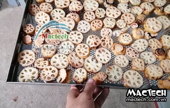 Nhiệt độ sấy củ sen bằng máy sấy lạnh và máy sấy nhiệt bạn nên biết