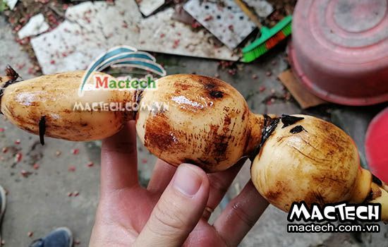 Nên chọn máy sấy nào để sấy củ sen