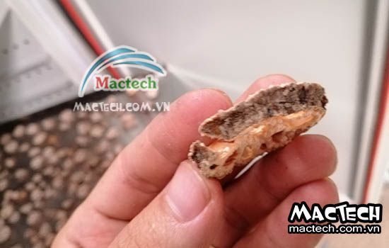 Cách làm củ sen khô tại nhà không cần dùng máy sấy