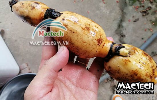 Cách làm củ sen khô tại nhà không cần dùng máy sấy