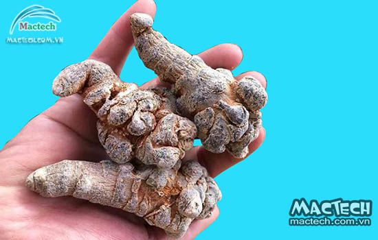 Máy sấy củ tam thất bắc Mactech