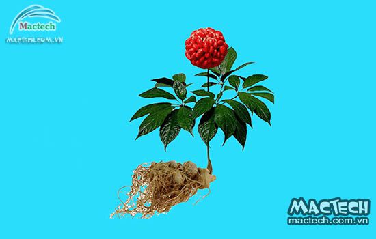 Máy sấy củ tam thất bắc Mactech