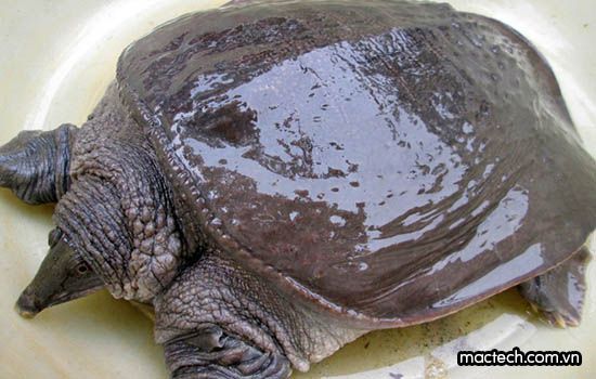 Cua đinh là con gì