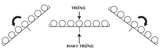 Đảo trứng khi ấp