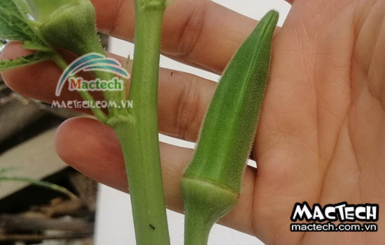 Máy sấy thăng hoa đậu bắp Mactech