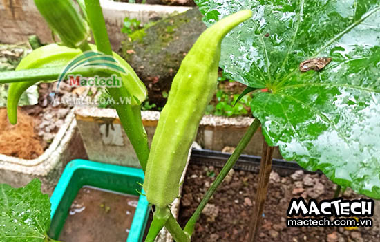 Máy sấy thăng hoa đậu bắp Mactech