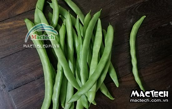 Máy sấy thăng hoa đậu cove