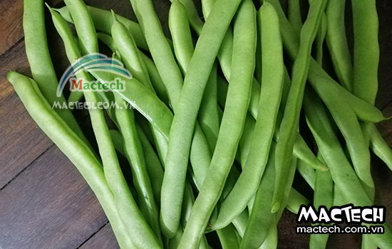 Máy sấy thăng hoa đậu cove