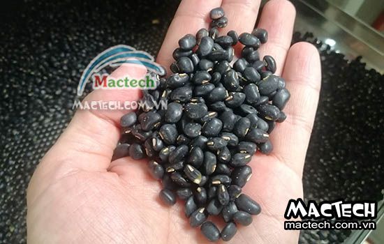 Cách làm đậu đen rang bằng máy sấy nhiệt độ cao Mactech