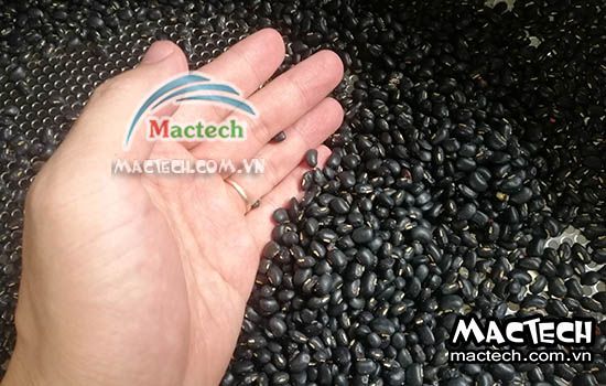Cách làm đậu đen rang bằng máy sấy nhiệt độ cao Mactech