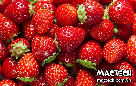 máy sấy dâu tây