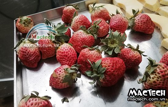 Máy sấy thăng hoa dâu tây Mactech