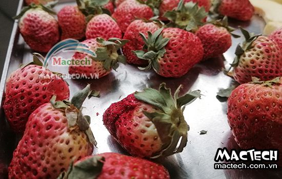 Máy sấy thăng hoa dâu tây Mactech