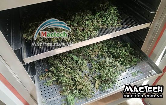 Nhiệt độ sấy đinh lăng bằng máy sấy Mactech, một vài lưu ý khi sấy