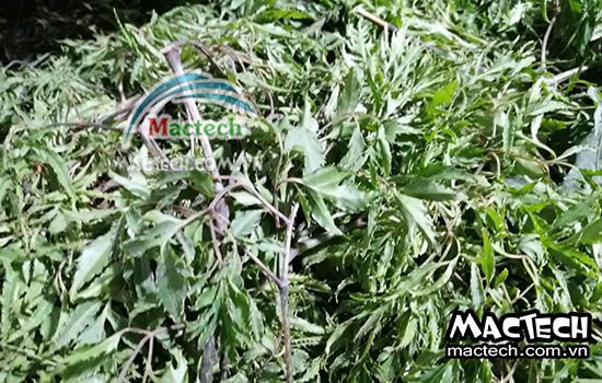 Nhiệt độ sấy đinh lăng bằng máy sấy Mactech, một vài lưu ý khi sấy