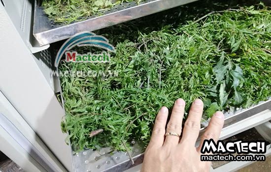 Thời gian sấy khô đinh lăng, sấy riêng lá, riêng cẳng và sấy hỗn hợp