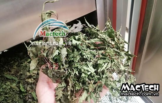 Cách sấy đinh lăng bằng máy sấy Mactech, vài lưu ý quan trọng khi sấy