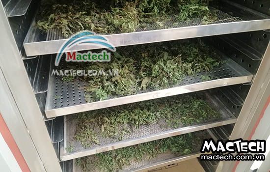 Nên chọn máy sấy nào để sấy đinh lăng, sấy nhiệt, sấy lạnh hay sấy thăng hoa