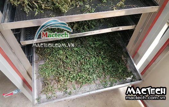 Nhiệt độ sấy đinh lăng bằng máy sấy Mactech, một vài lưu ý khi sấy