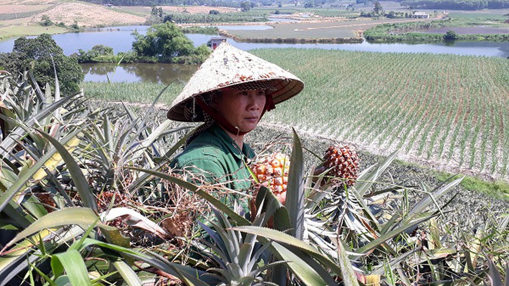 Giá dứa đầu vụ giảm, nông dân khóc ròng vì thua lỗ