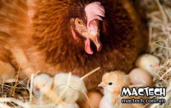 Làm sao để gà mái ấp trứng