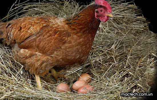 Gà ấp trứng bao nhiêu ngày nở