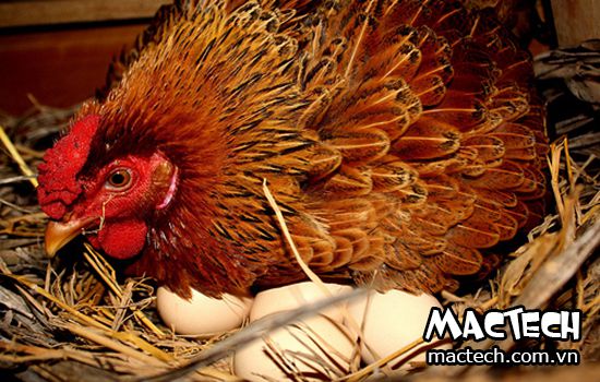 Cách cho gà ấp trứng vào mùa hè