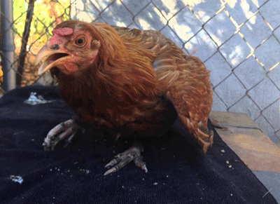 Gà bị bại liệt