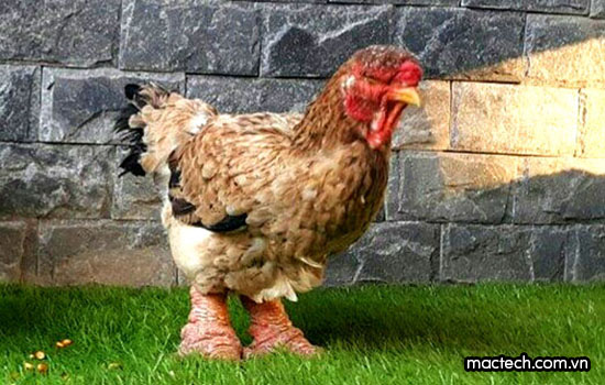 Gà đông tảo có ấp trứng không