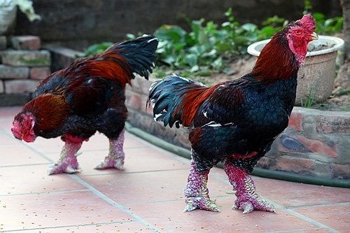 Gà Đông Tảo với đôi chân đặc trưng