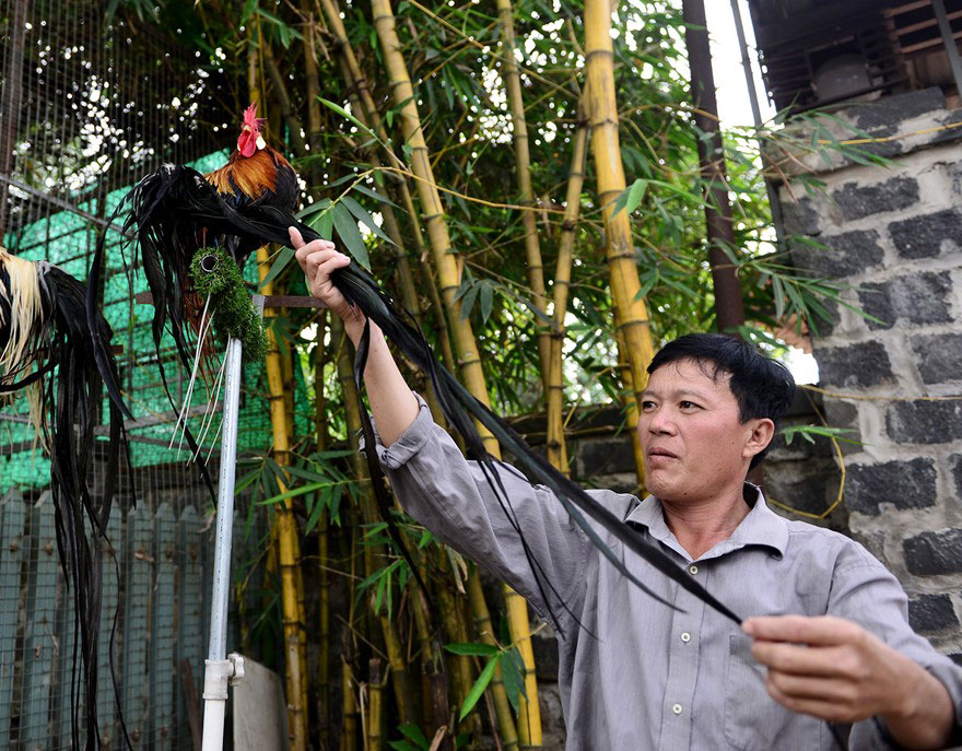 Lông đuôi được chăm sóc cẩn thận