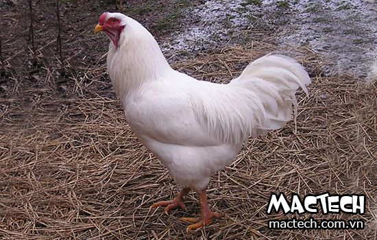 Gà siêu trứng đẻ được bao nhiêu trứng mỗi ngày, mỗi năm