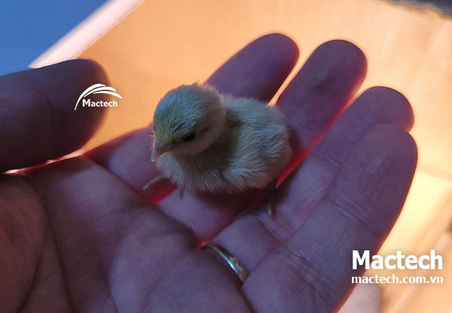 Nhiệt độ ấp trứng gà rutin bằng máy