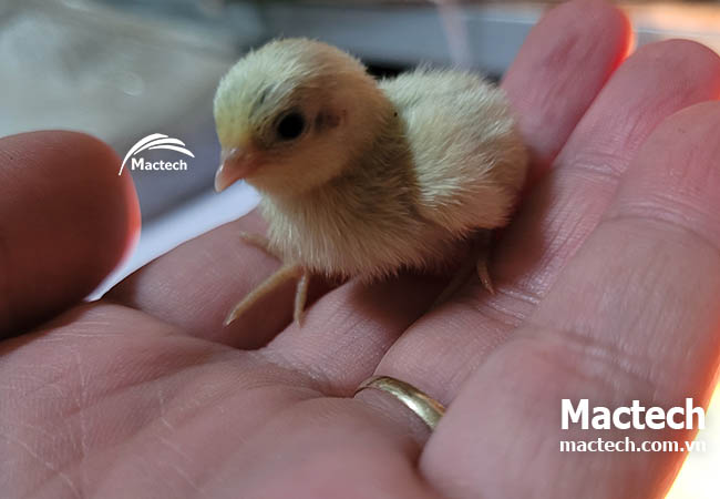 Độ ẩm thích hơp khi ấp trứng gà rutin bao nhiêu