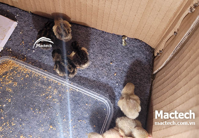 Nhiệt độ ấp trứng gà rutin bằng máy