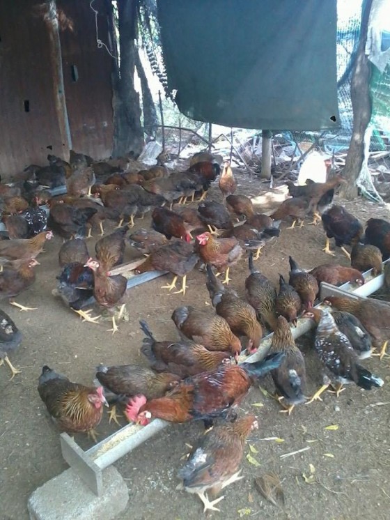 Hình ảnh: Đàn gà siêu trứng D300